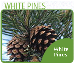 Phillips & Turman Tree Farms - 